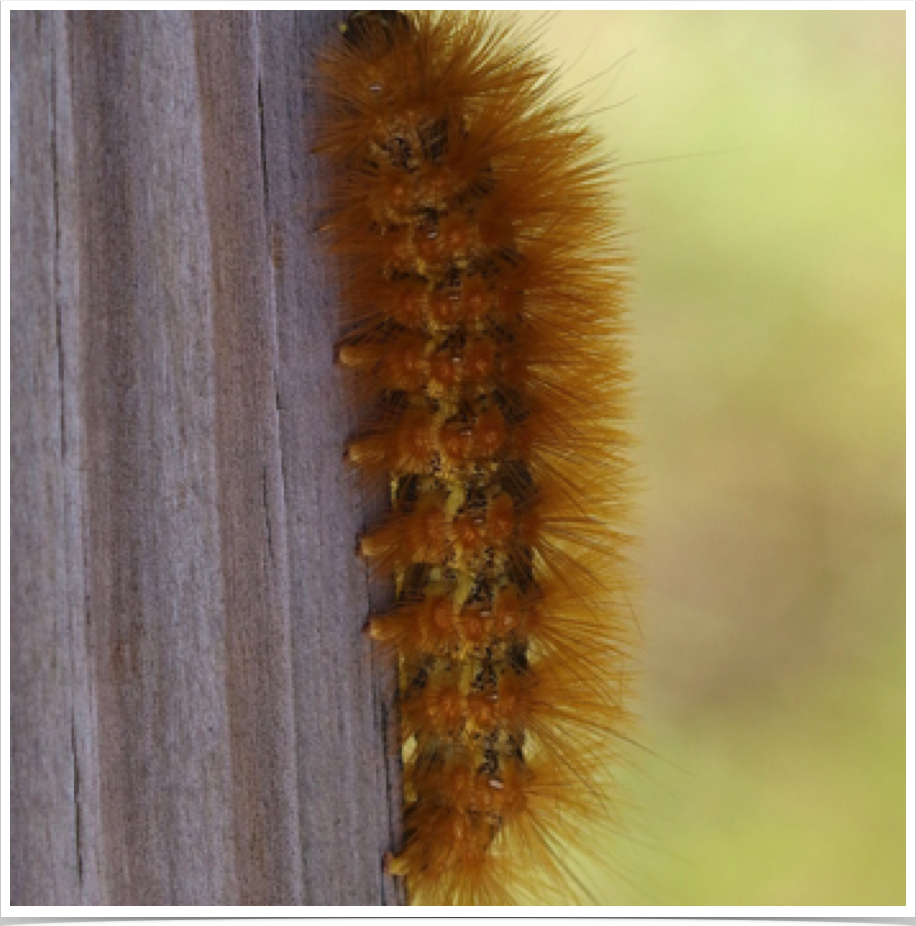 Estigmene acrea
Salt Marsh Caterpillar
Autauga County, Alabama